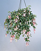 Fuchsia 'Tinkerbell'