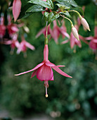 Fuchsia 'Jack Ackland' - 1 flower