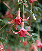 Fuchsia 'Orange Mirage'