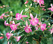 Fuchsia hybrid