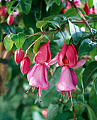 Fuchsia hybrid