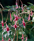 Fuchsia 'Thelke'