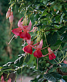 Fuchsia 'Masda'