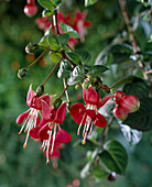 Fuchsia 'Metalla'