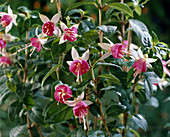 Fuchsia 'Ron Ewart'