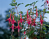 Fuchsia 'San Pasqual'