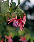 Fuchsia hybrid