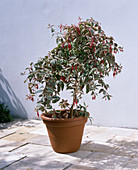 Fuchsia corallina Variegata