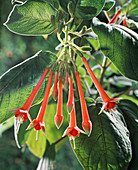 Fuchsia fulgens