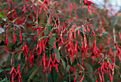 Fuchsia riccartonii