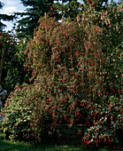 Fuchsia magellanica var.