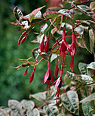 Fuchsia corallina Variegata