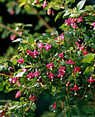 Fuchsia Bacillaris