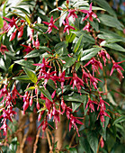 Fuchsia magellanica Var.macrostema Tenella