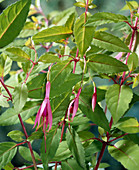 Fuchsia magellanica Gracilis