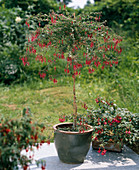 Fuchsia magellanica Var. macrostema