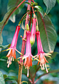 Fuchsia denticulata