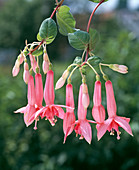 Fuchsia 'Elfriede Ott'