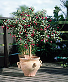 Terrace with fuchsia