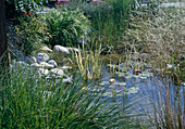 Natural garden pond