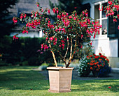 Fuchsia hybrid