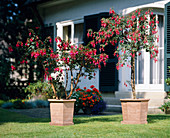 Fuchsia 'Kwintet and Voltaire'