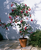 Fuchsia hybrid