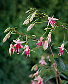 Fuchsia 'Daniata'