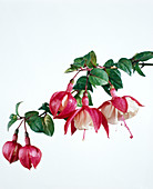 Fuchsia hybrid