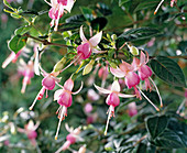 Fuchsia 'Pink Darling'