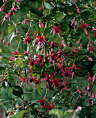 Fuchsia hybrid