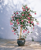 Fuchsia 'Lionora'