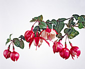 Fuchsia hybrid