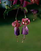 Fuchsia hybrid