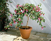 Fuchsia 'Centrepiece'