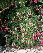 Fuchsia hybrid