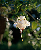Fuchsia 'Flying CLOUD' Makro