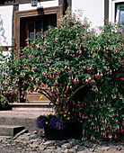 Fuchsia 'Improved Rose of Castille'