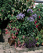 Fuchsia hybr. 'Elfriede Ott'