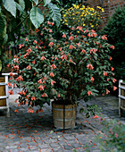 Fuchsia triphylla 'Bonstedt'