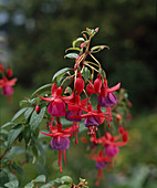 Fuchsia hybrid