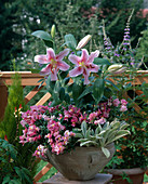 Lilium asiaticum (Lilien), Antirrhinum (Löwenmäulchen), Stachys (Wollziest)