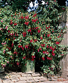 Fuchsia 'Charming' in a tub