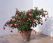 Fuchsia hybr. 'Charming'