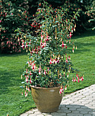 Fuchsia 'Deutsche Perle' (Fuchsia)