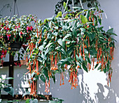 Fuchsia hybrid 'Leonhart Von Fuchs'