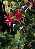 Fuchsia 'Mary Fairclo'