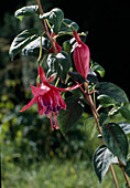 Fuchsia 'Purple Heart'