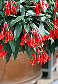Fuchsia triphylla 'Mary'