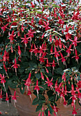 Fuchsia 'Kwintet'